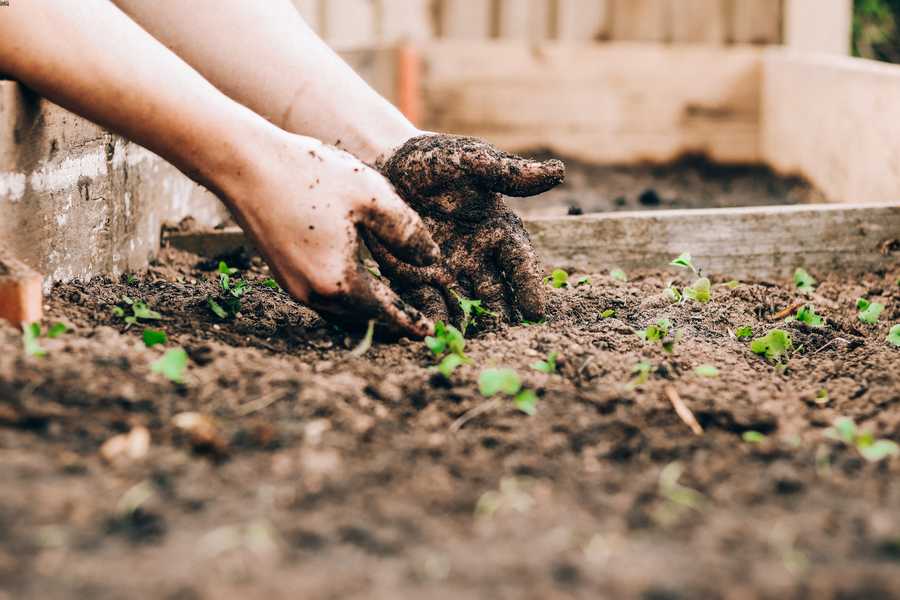 come progettare un angolo erbe nel giardino