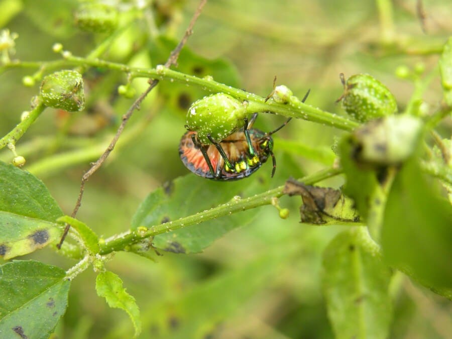 Come eliminare gli insetti dalle piante