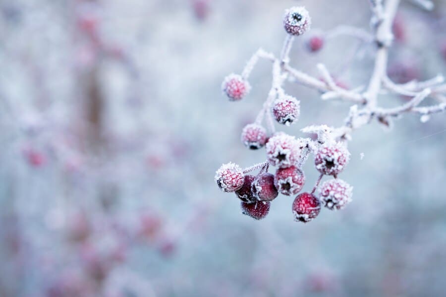 giardino d'inverno